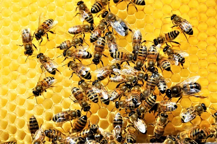 Natural bee attractant