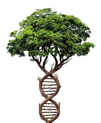 GMO trees to curb deforestation