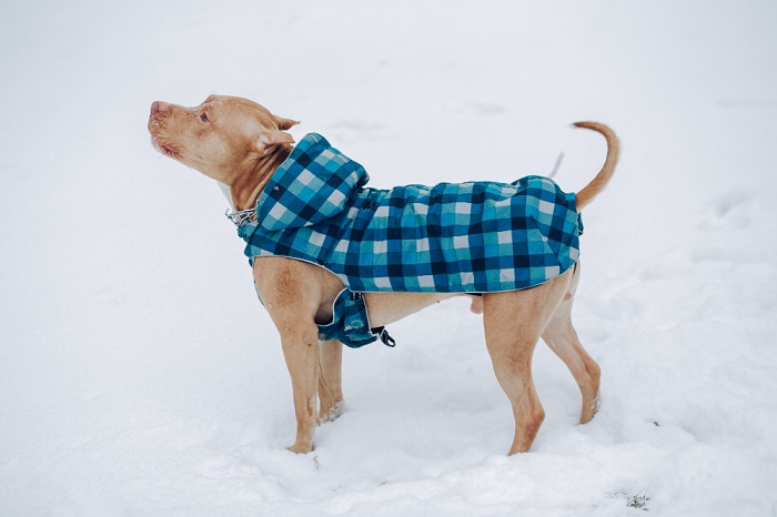 Heated dog vests