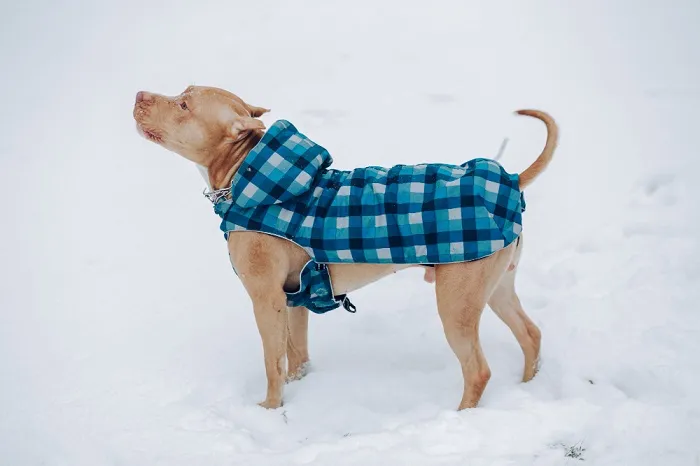 Heated dog vests