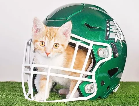 A pet safety helmet