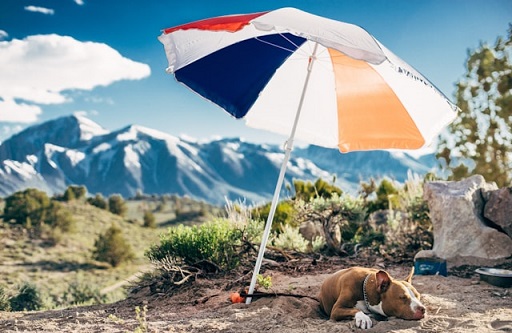 A pet umbrella