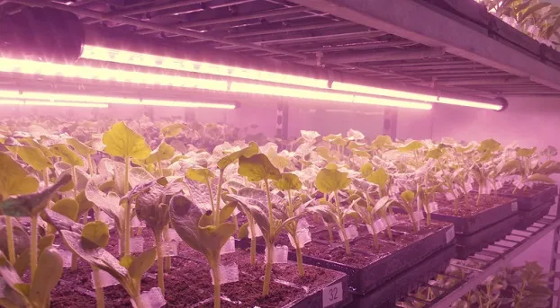 Artificial photosynthesis to extract carbon from the atmosphere