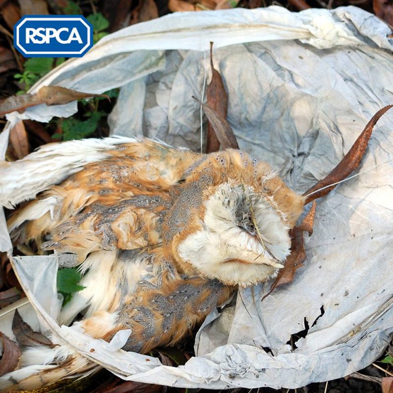 Ban Chinese lanterns – they are pollution on fire
