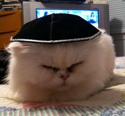 Kat Kippahs (Jewish hats) for pets