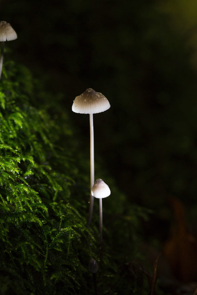 Treatment of mental health and addiction issues with psilocybin