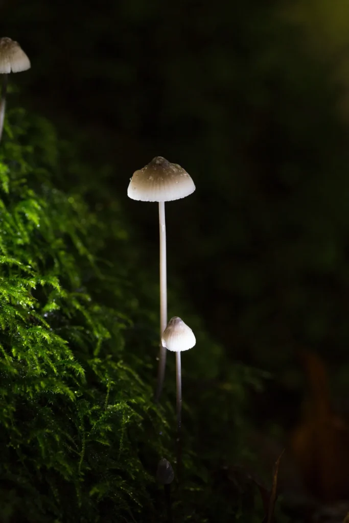 Treatment of mental health and addiction issues with psilocybin