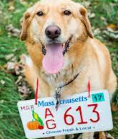 Number plates for dogs that allows foulers to be fined