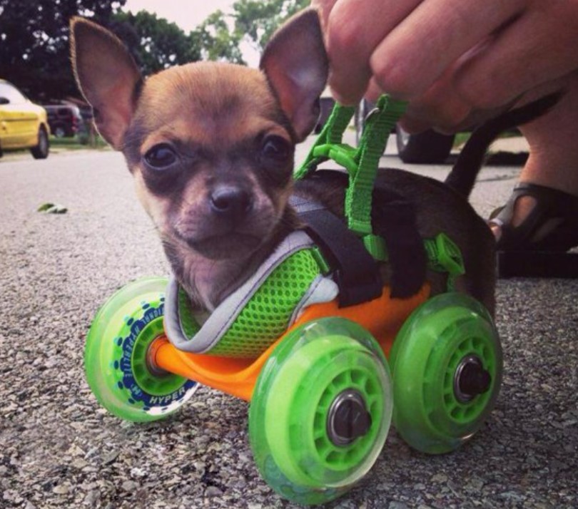 Electric wheelchairs for dogs with sick legs