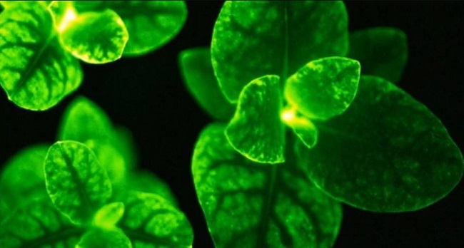 Glow-in-the-dark plants to replace artificial lights