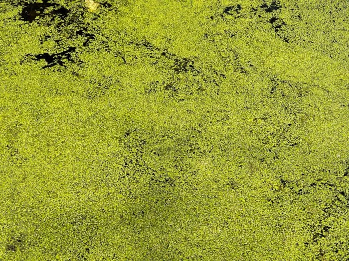 Algae biofuel