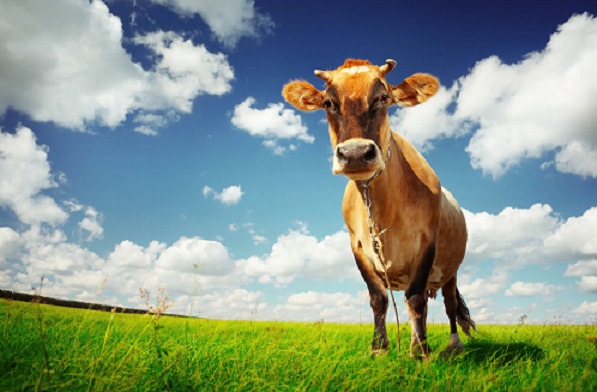 Ban meat production around the world and let everyone go vegan