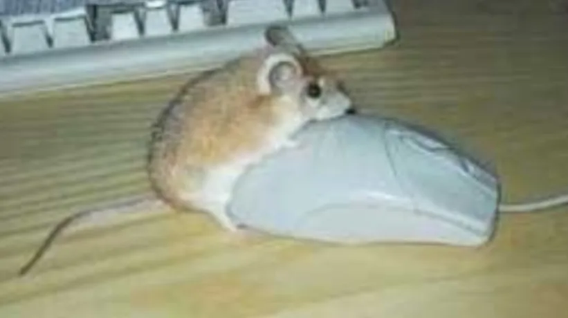 Vibrating playmates for pet mice