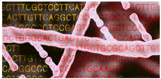 Mass-produce oligos for gene mutation screening