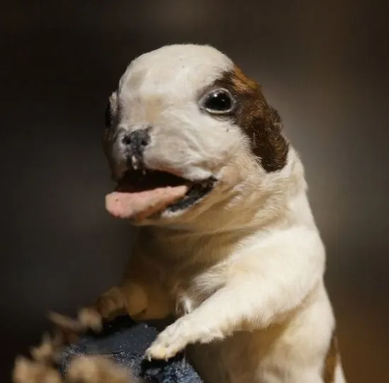 Former friend stuffed pet pillows!