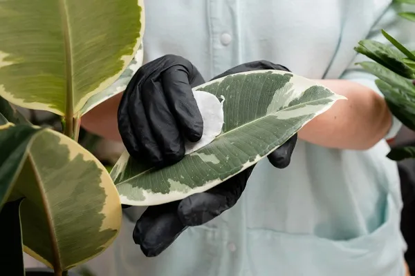 Plant-based leather alternatives