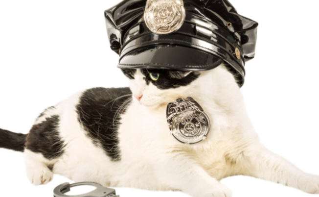 police cats